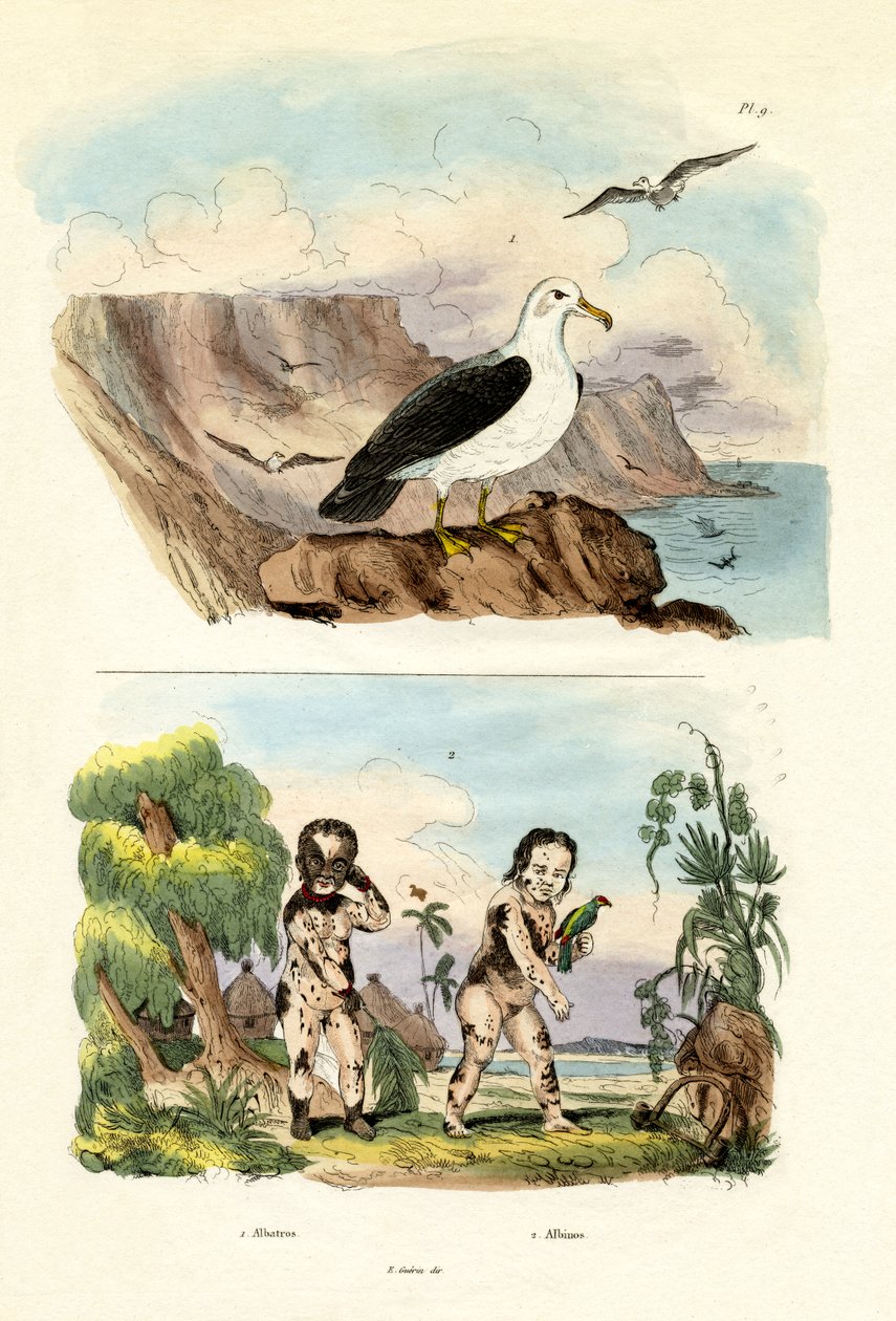 Albatros, 1833-39 alkotó: French School