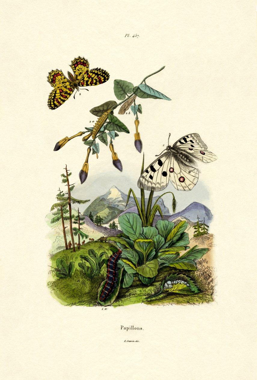 Apollo Butterfly, 1833-39 alkotó: French School