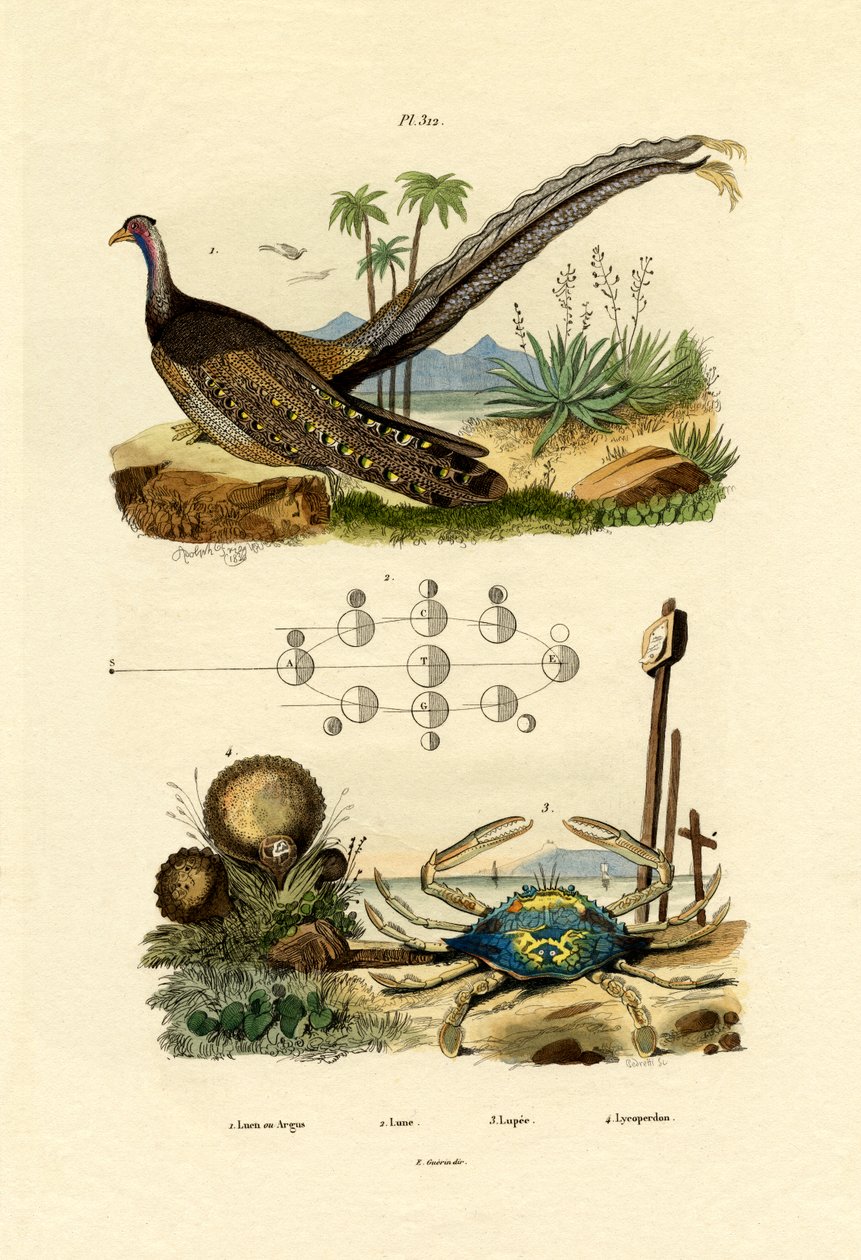 Argus Fácán, 1833-39 alkotó: French School