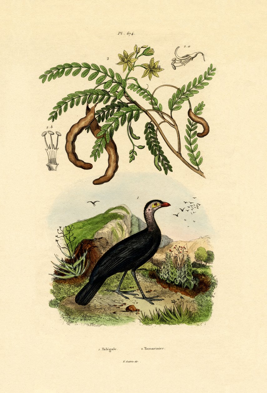 Australian Bush Törökország, 1833-39 alkotó: French School