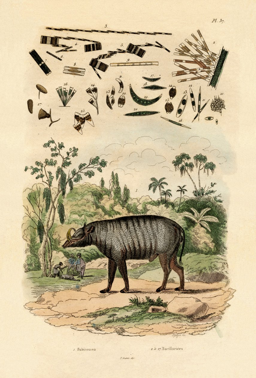 Babirusa, 1833-39 alkotó: French School