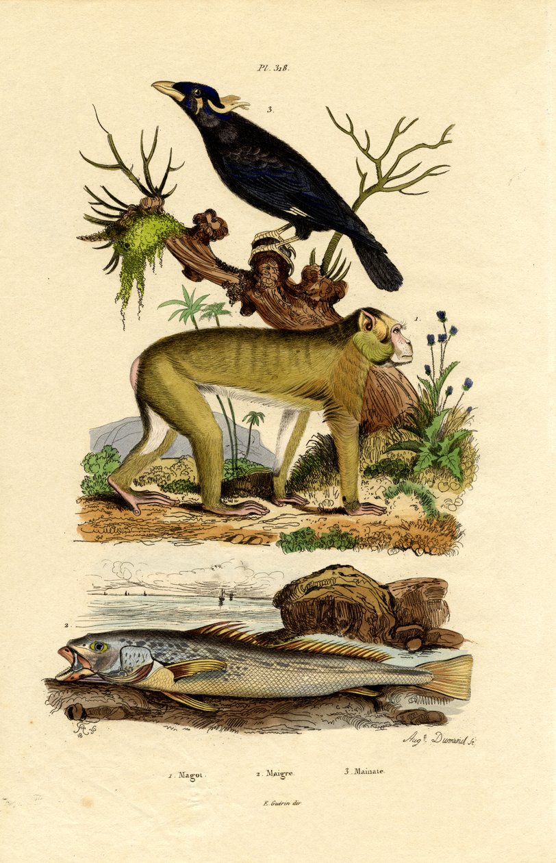 Barbary Ape, 1833-39 alkotó: French School