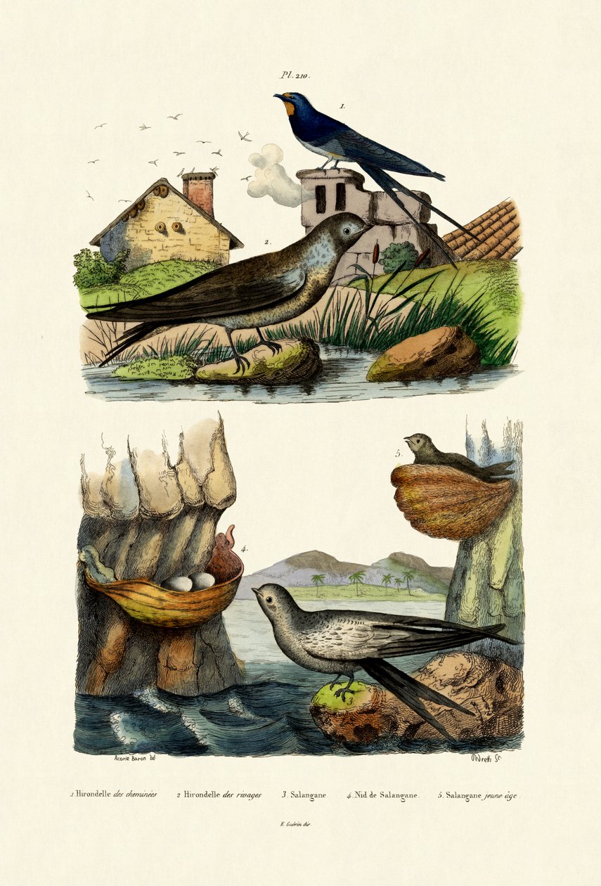 Fülesfecske, 1833-39 alkotó: French School