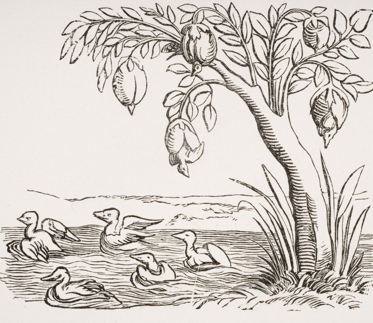 Barnacle Geese a „Cosmographie Universelle” 1552-es fametszete nyomán Paul Lacroix (1806-84) „Le Moyen Age et La Renaissance” című művéből, 1847-ben. alkotó: French School