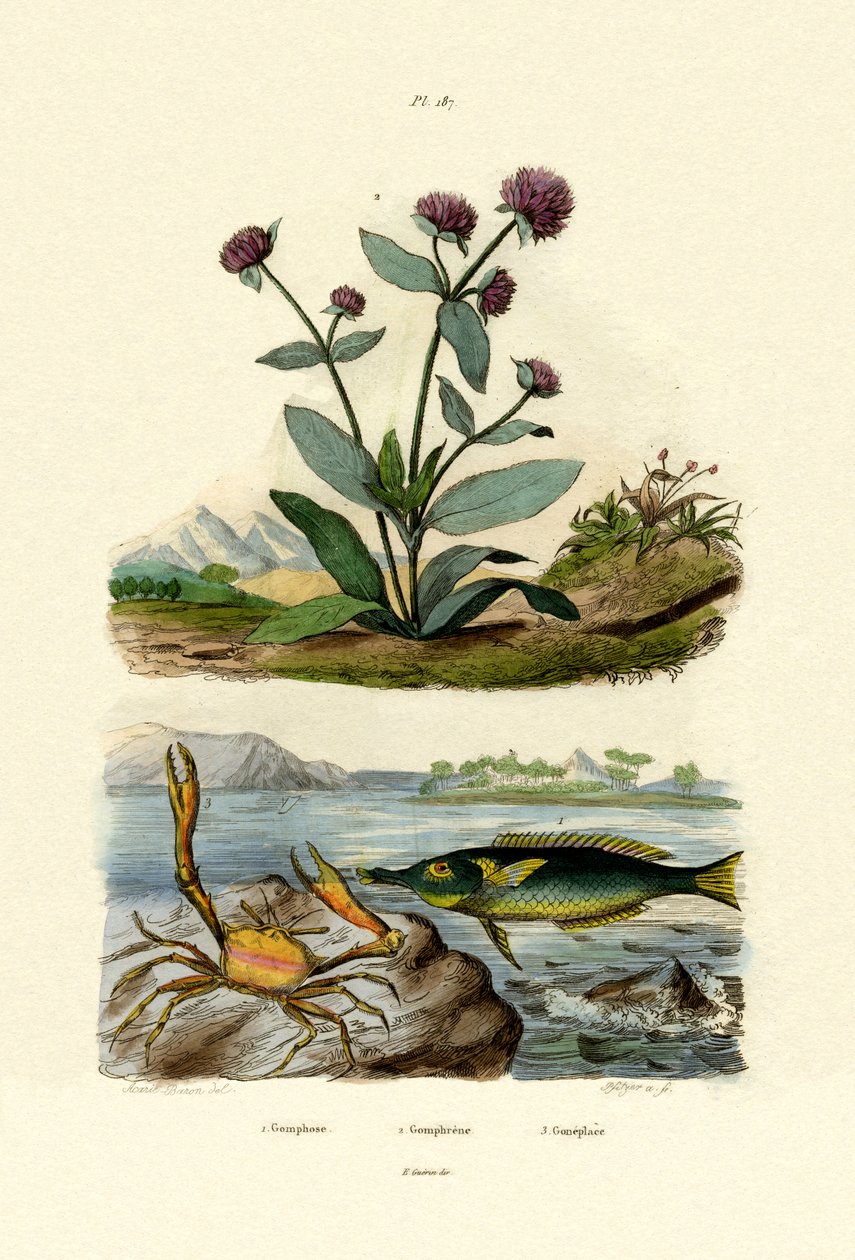 Bird Wrasse, 1833-39 alkotó: French School