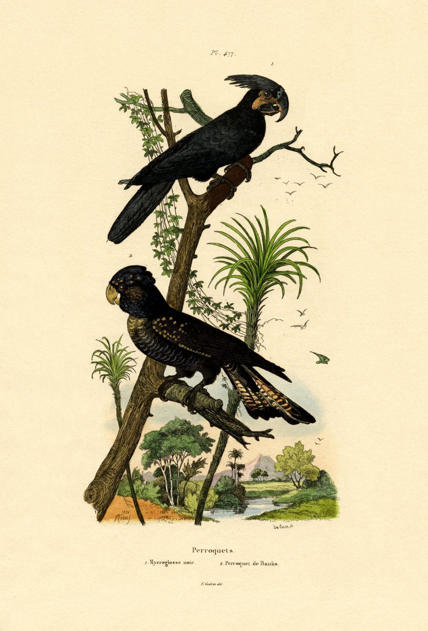 Fekete pálma kakadu, 1833-39 alkotó: French School