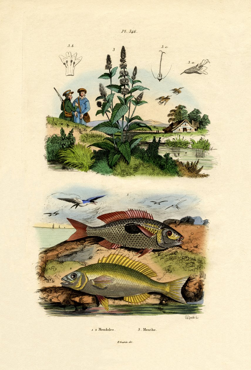 Foltos picarelek, 1833-39 alkotó: French School