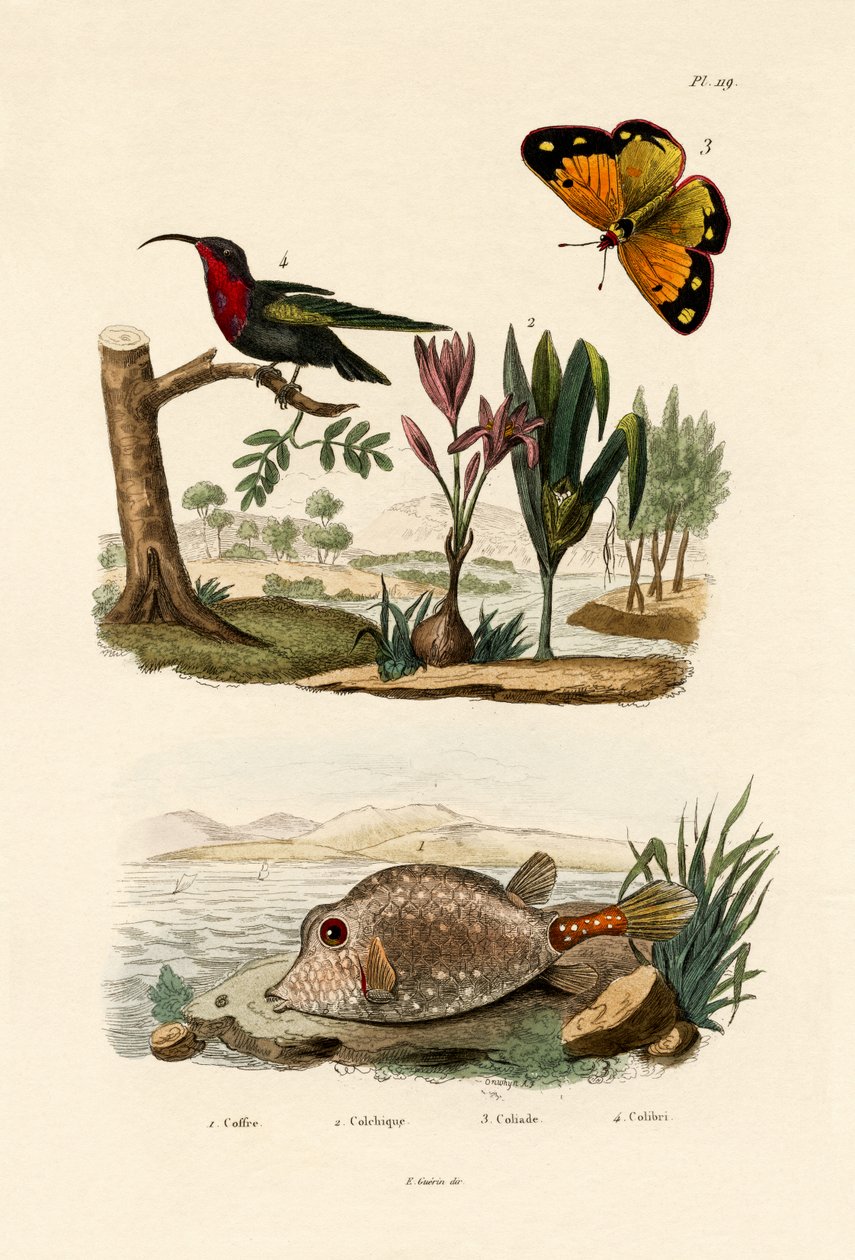 Boxfish, 1833-39 alkotó: French School