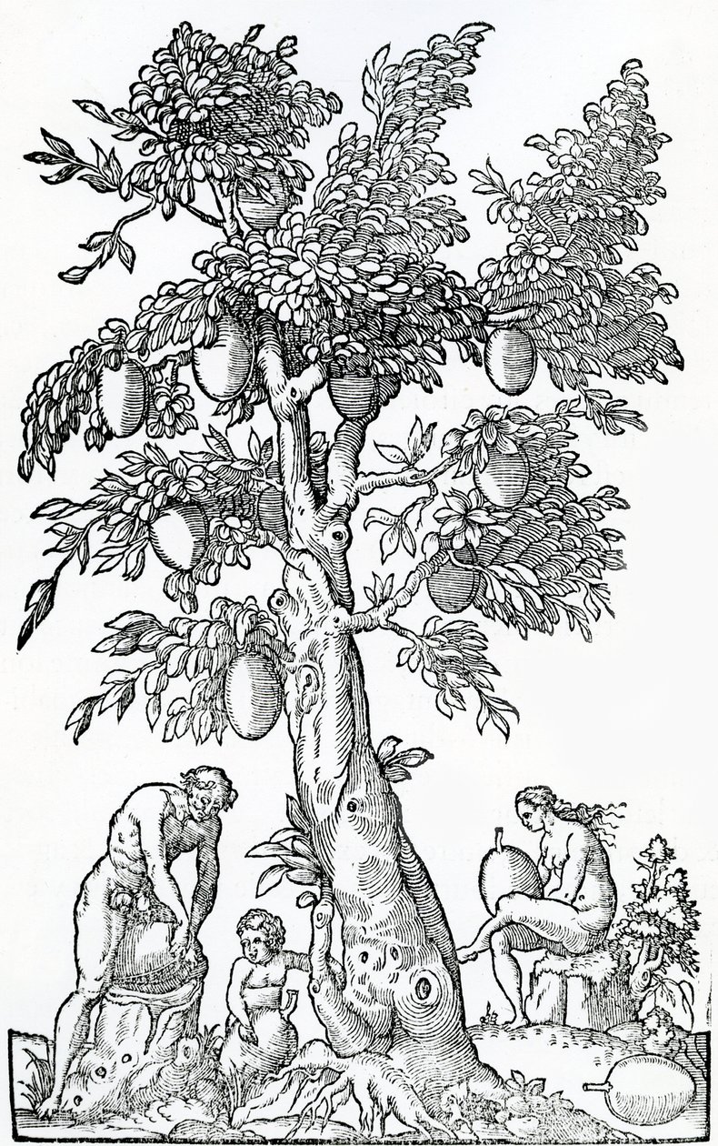 Kenyérgyümölcs betakarítás, illusztráció a Singularities of France Antarktique című művéből, Andre de Thevet, 1558 alkotó: French School