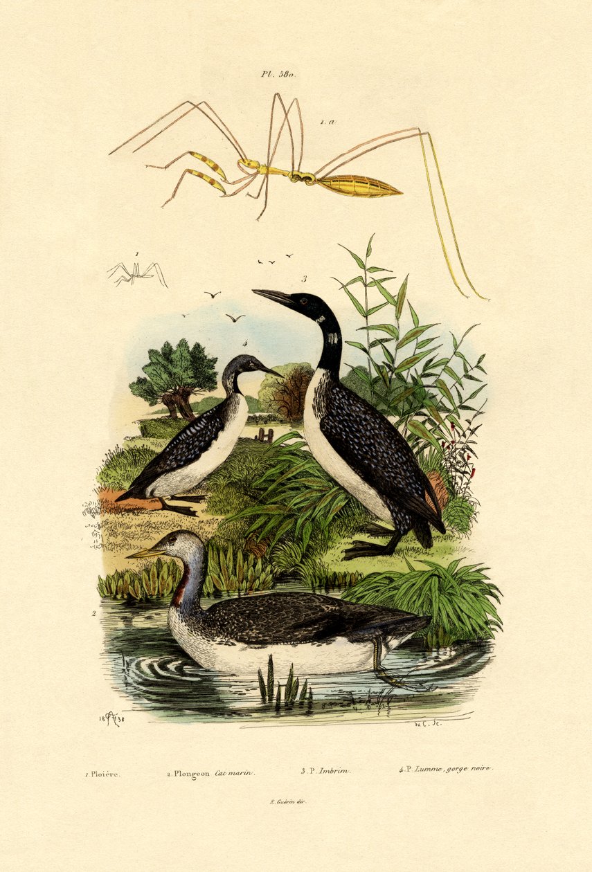 Bug, 1833-39 alkotó: French School