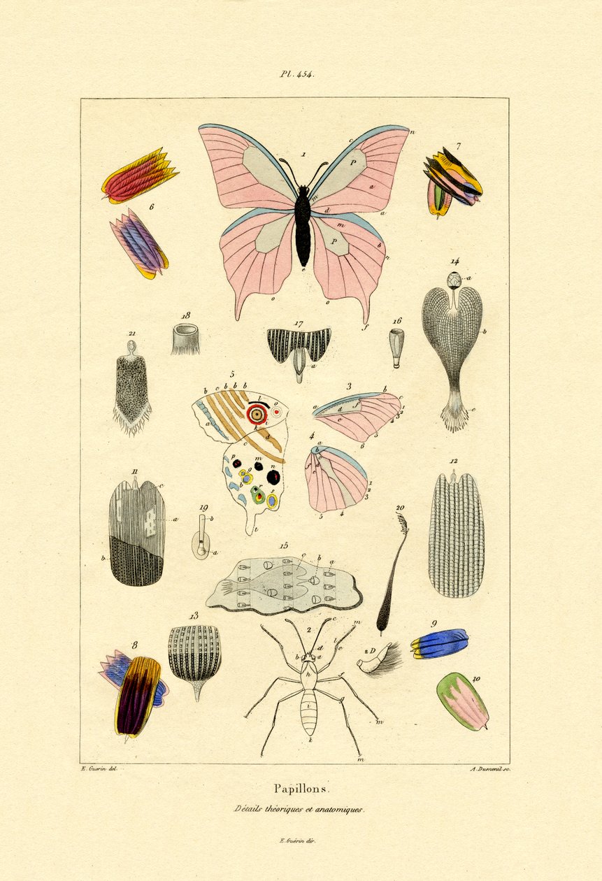 Pillangók, 1833-39 alkotó: French School
