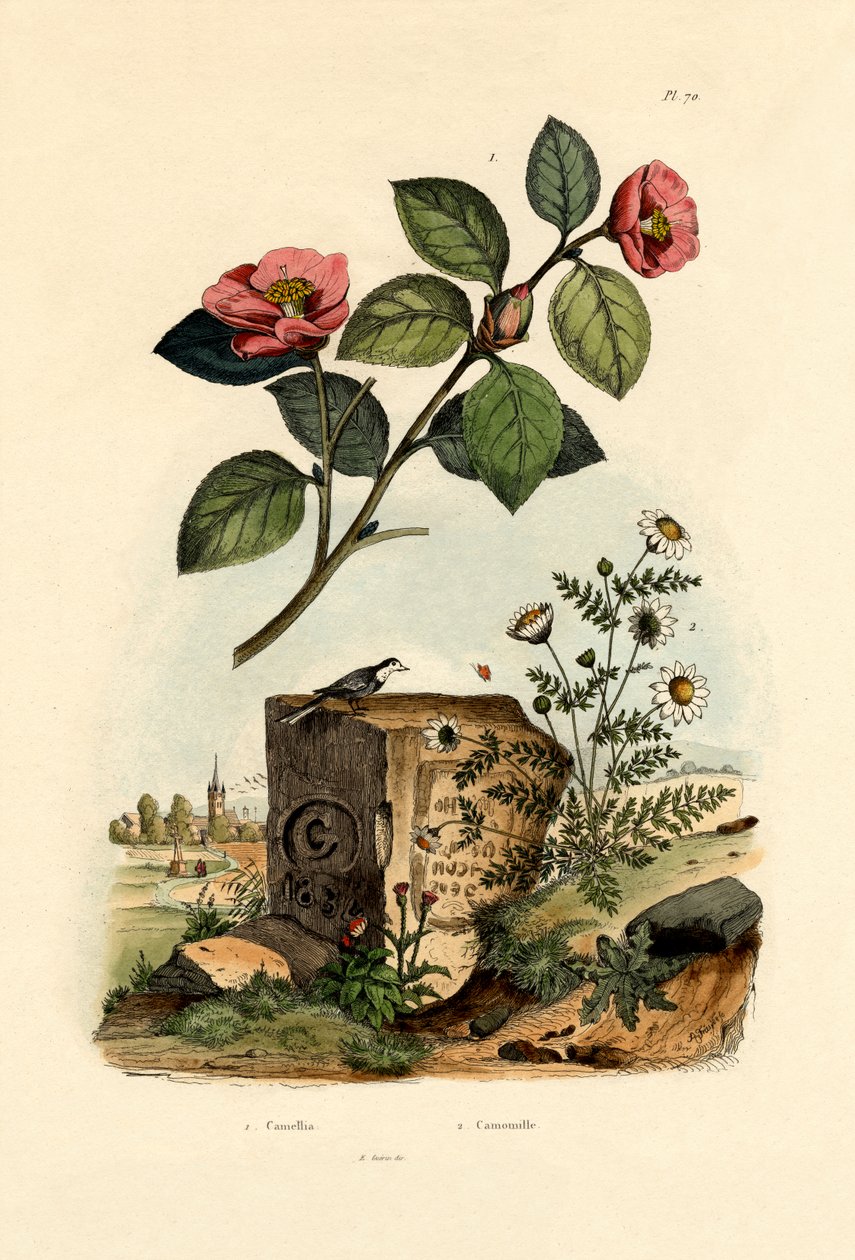 Kamélia, 1833-39 alkotó: French School
