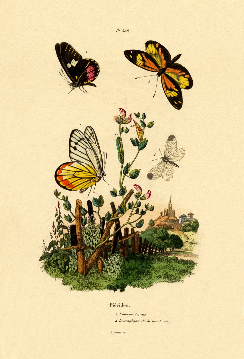Cattleheart Mimic-White, 1833-39 alkotó: French School