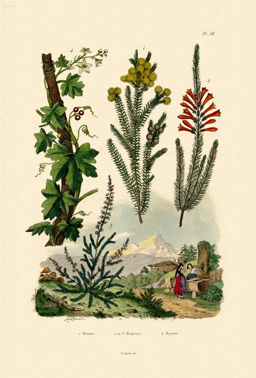 Kávébokor, 1833-39 alkotó: French School