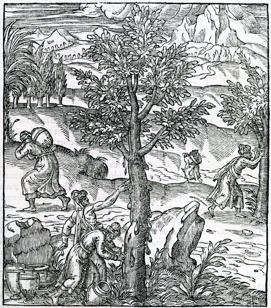 Tömjén gyűjtése fenyőfákról, illusztráció a Cosmographie Universelle-ből, Andre de Thevet, 1575 alkotó: French School