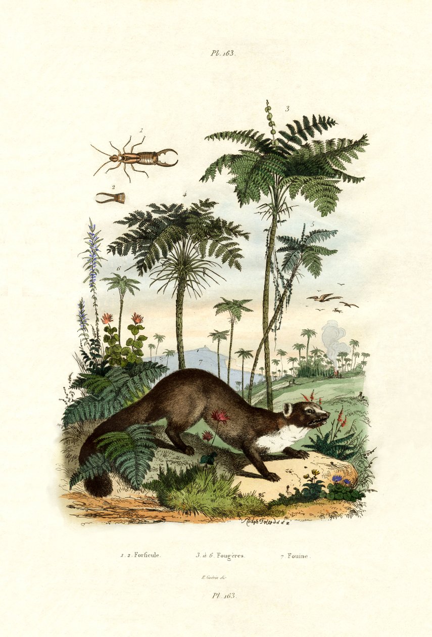 Közös európai fülemelő, 1833-39 alkotó: French School