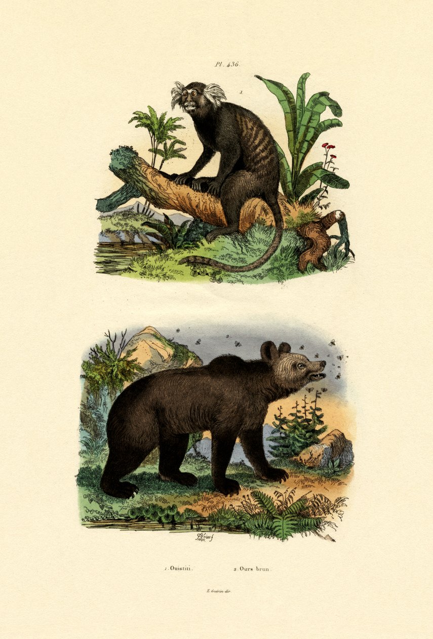 Marmoset, 1833-39 alkotó: French School