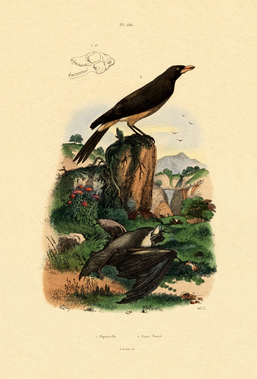 Common Pipistrelle, 1833-39 alkotó: French School