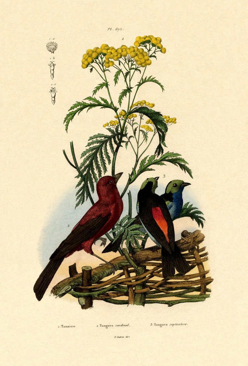 Közönséges Tansy, 1833-39 alkotó: French School