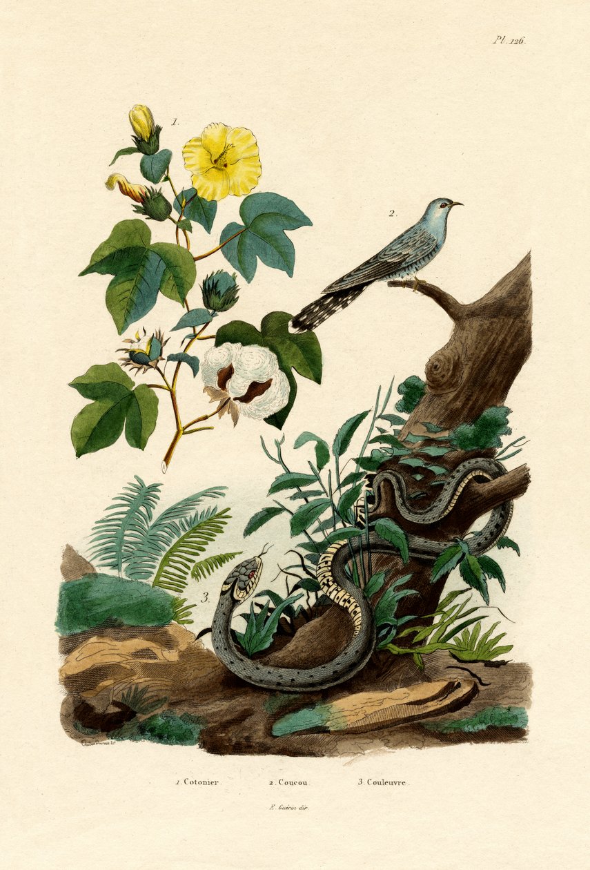 Pamut, 1833-39 alkotó: French School