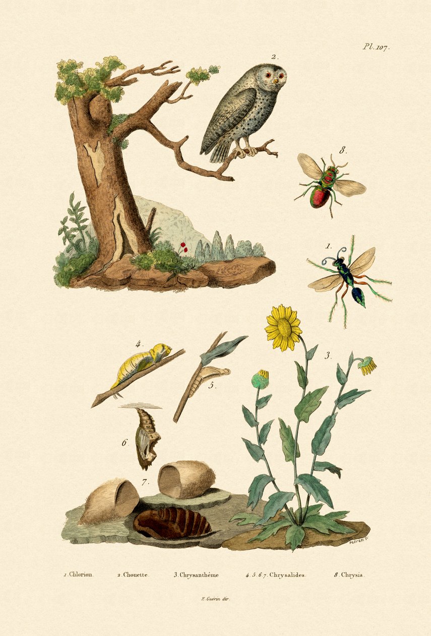 Cricket Hunter Wasp, 1833-39 alkotó: French School