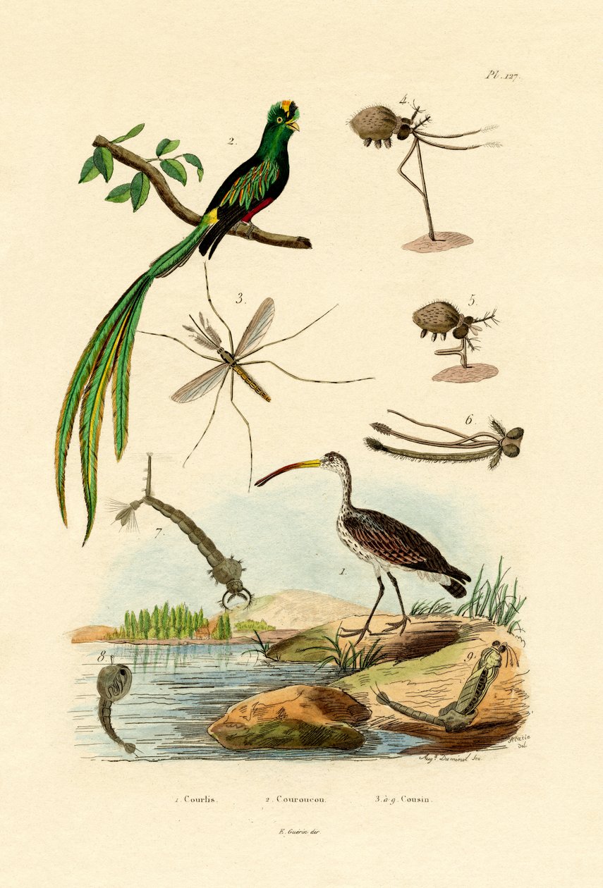 Curlew, 1833-39 alkotó: French School
