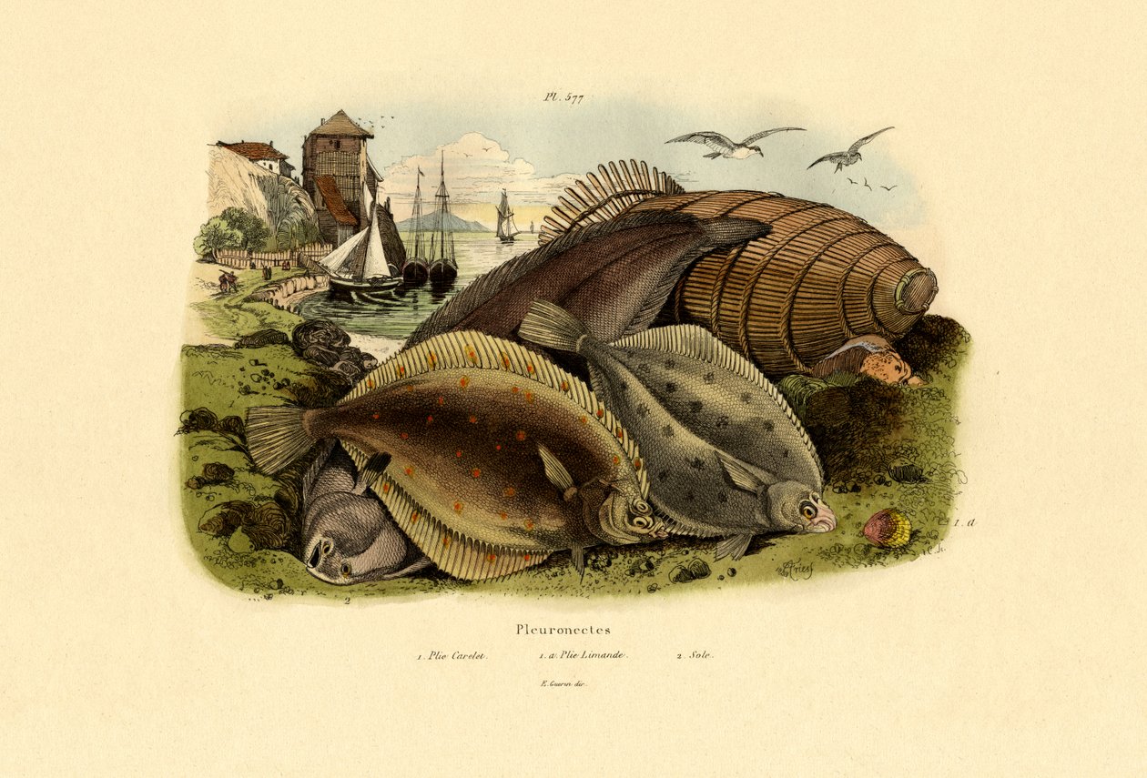 Dab, 1833-39 alkotó: French School