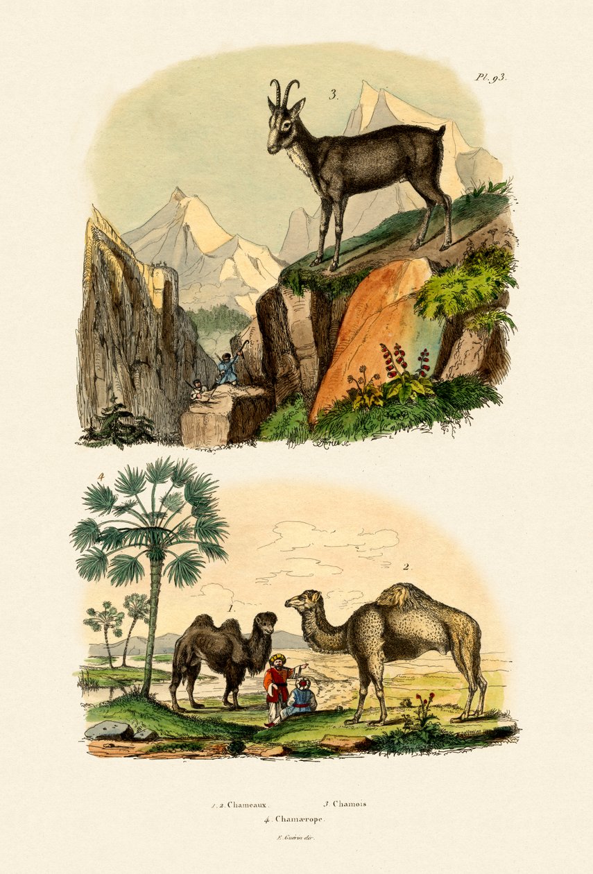 Dromedár, 1833-39 alkotó: French School