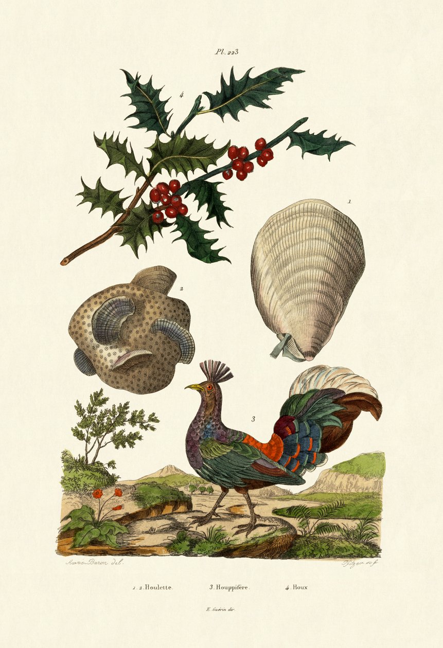 Európai magyal, 1833-39 alkotó: French School