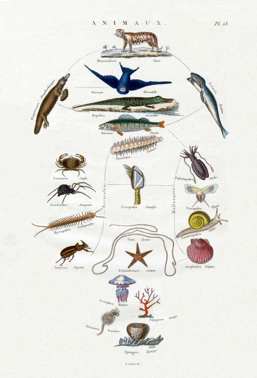 Evolúció, 1833-39 alkotó: French School