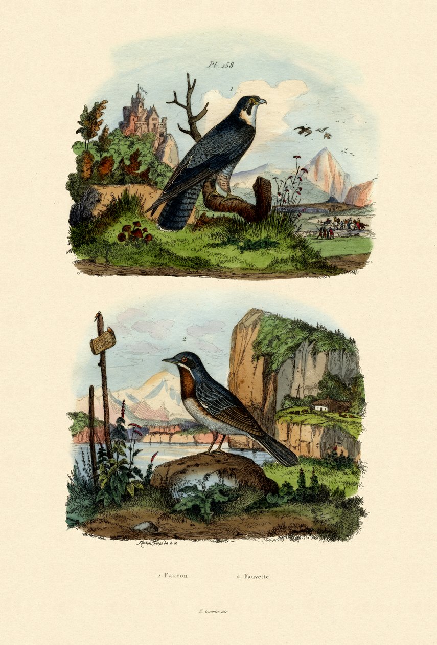 Sólyom, 1833-39 alkotó: French School