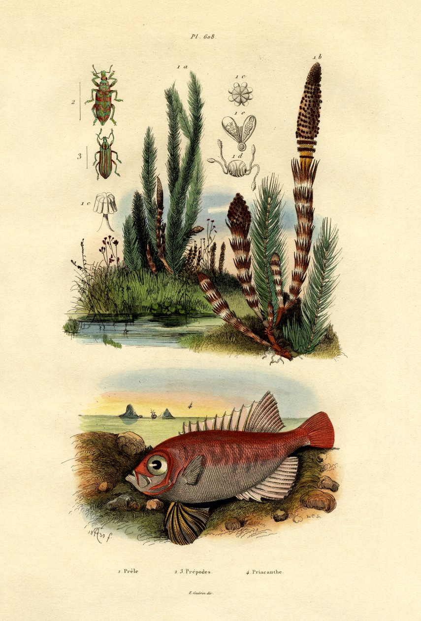 Mezei zsurló, 1833-39 alkotó: French School