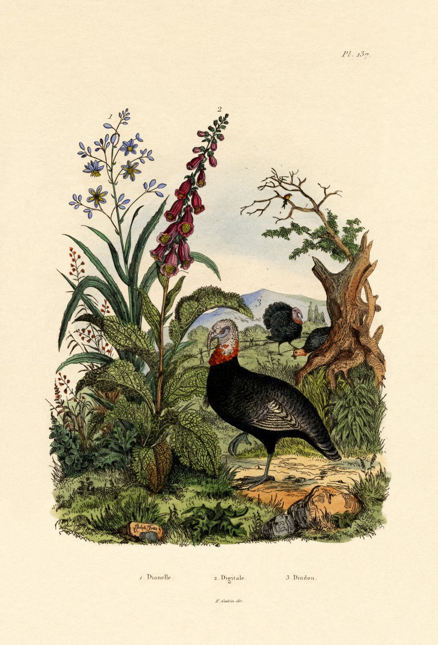Lenliliom, 1833-39 alkotó: French School