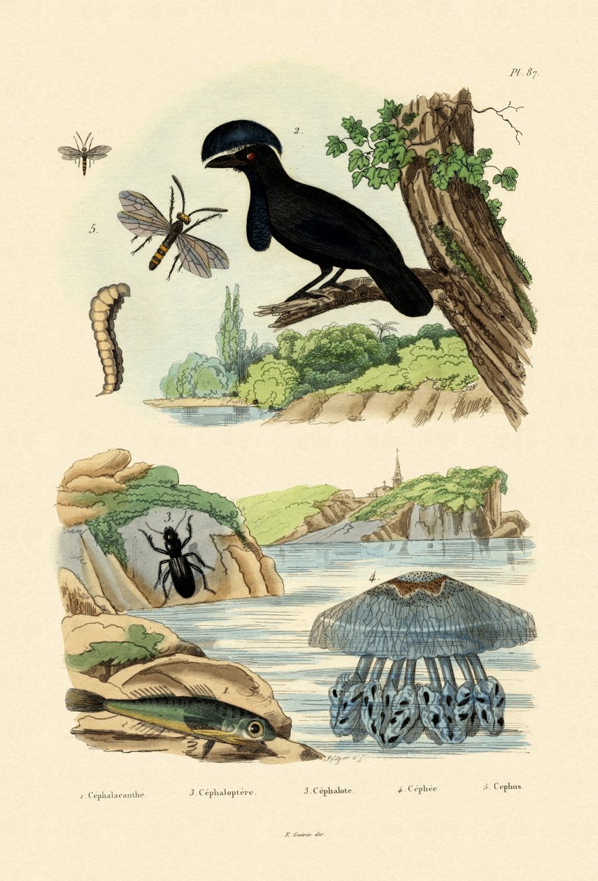 Repülő Gurnard, 1833-39 alkotó: French School