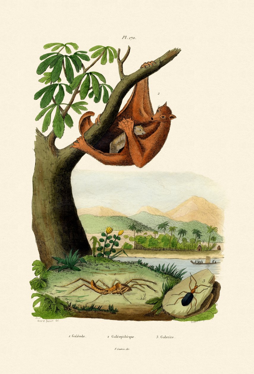 Repülő maki, 1833-39 alkotó: French School