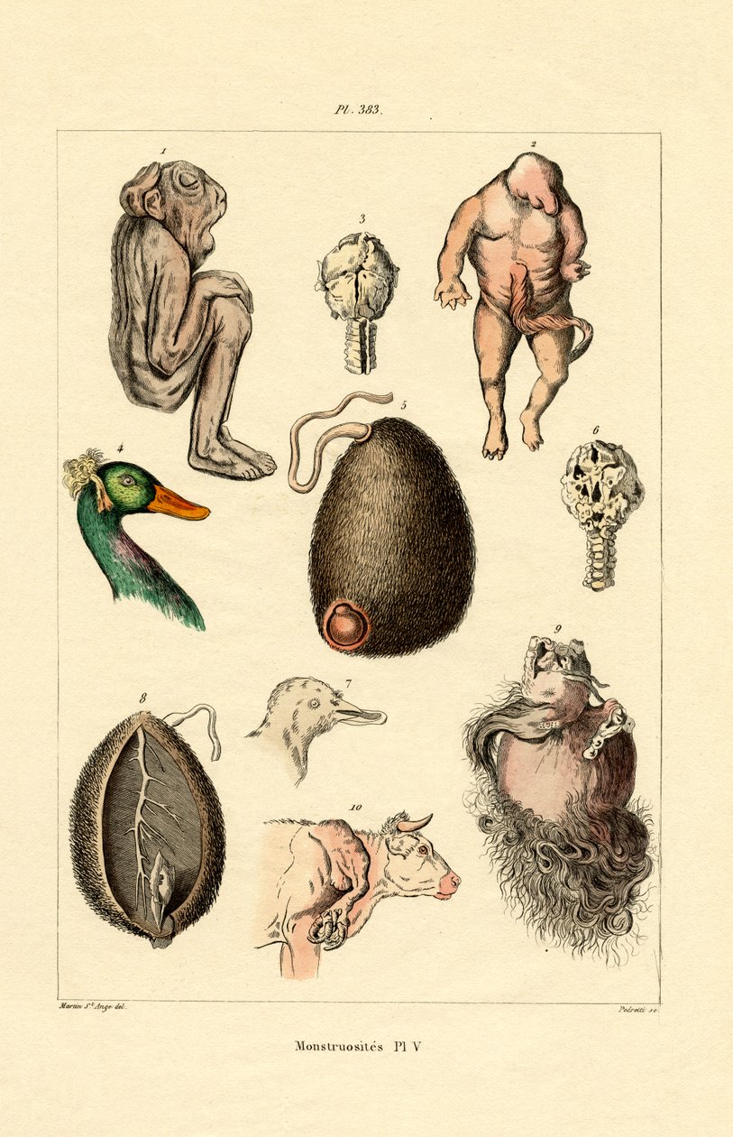 Freak, 1833-39 alkotó: French School