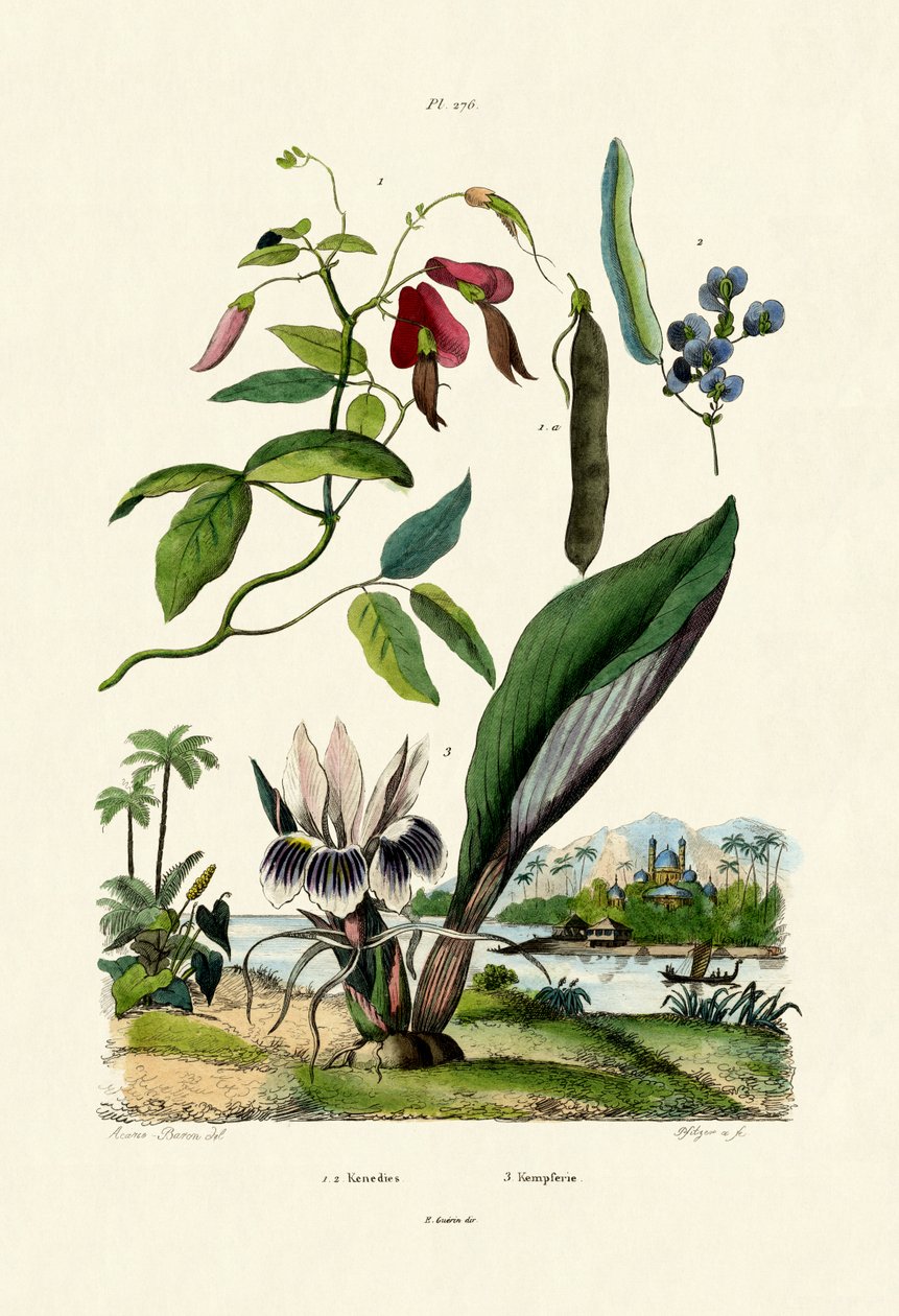 Galangal, 1833-39 alkotó: French School