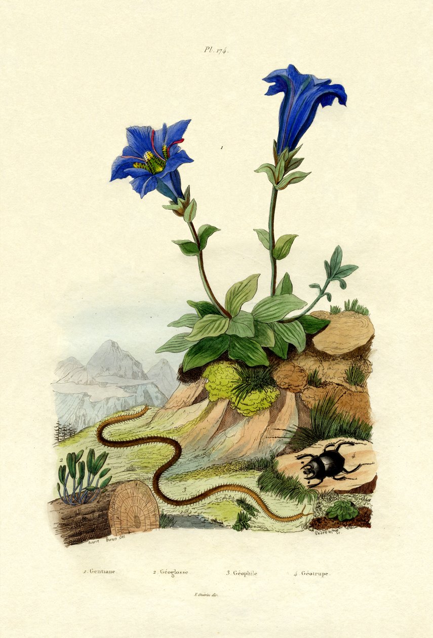 Gentianus, 1833-39 alkotó: French School