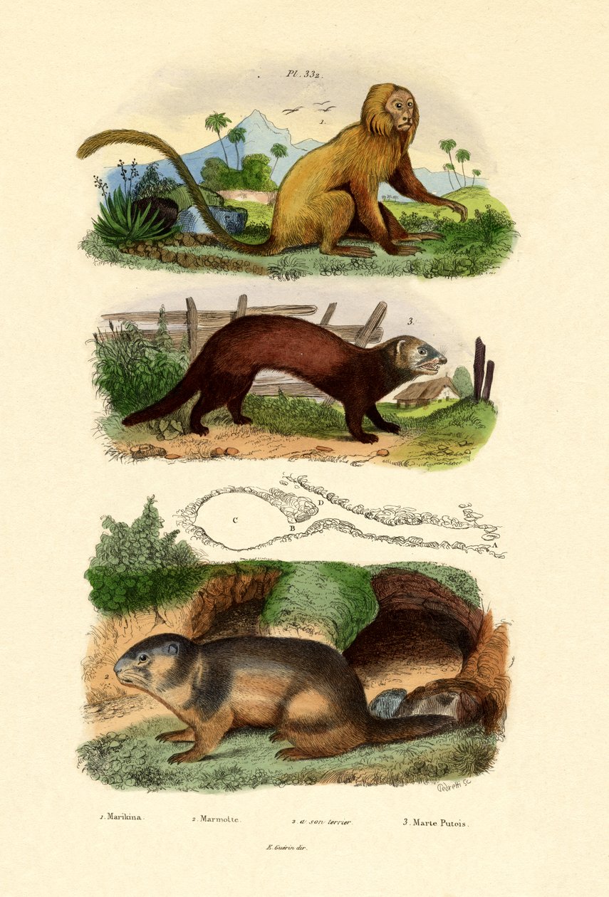 Geoffroys Tamarin, 1833-39 alkotó: French School