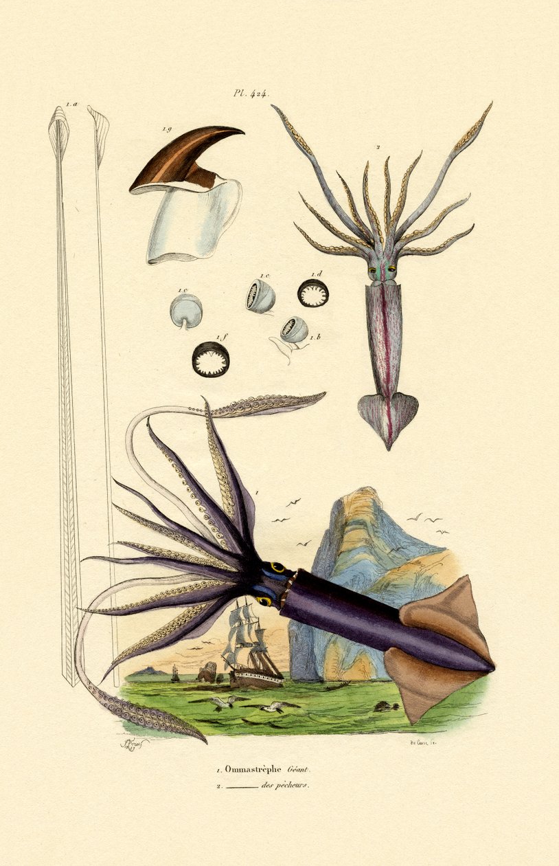 Óriás tintahal, 1833-39 alkotó: French School
