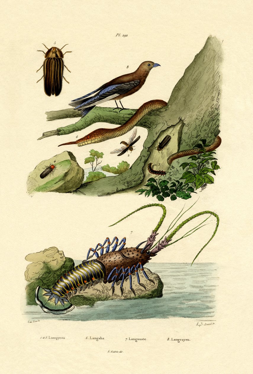 Glimworm, 1833-39 alkotó: French School