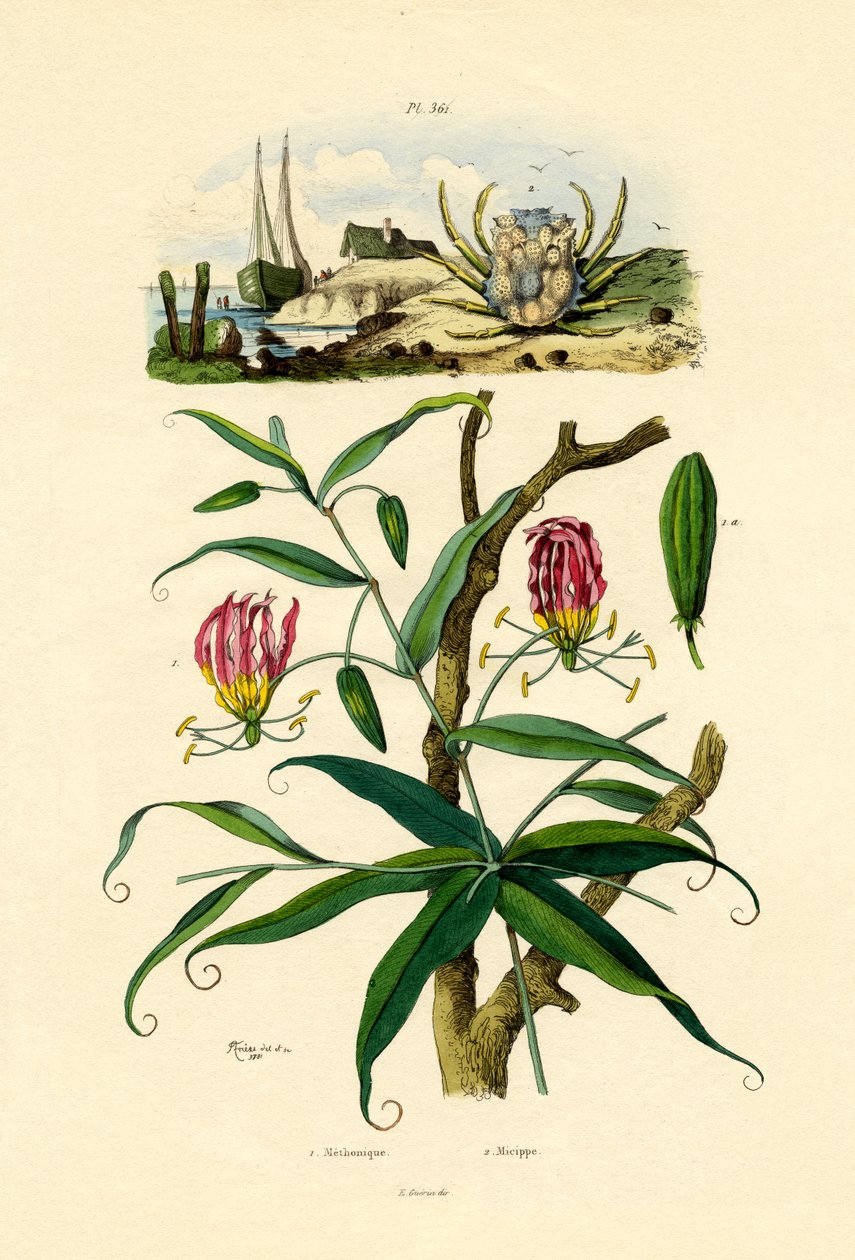 Gloriosa Liliom, 1833-39 alkotó: French School