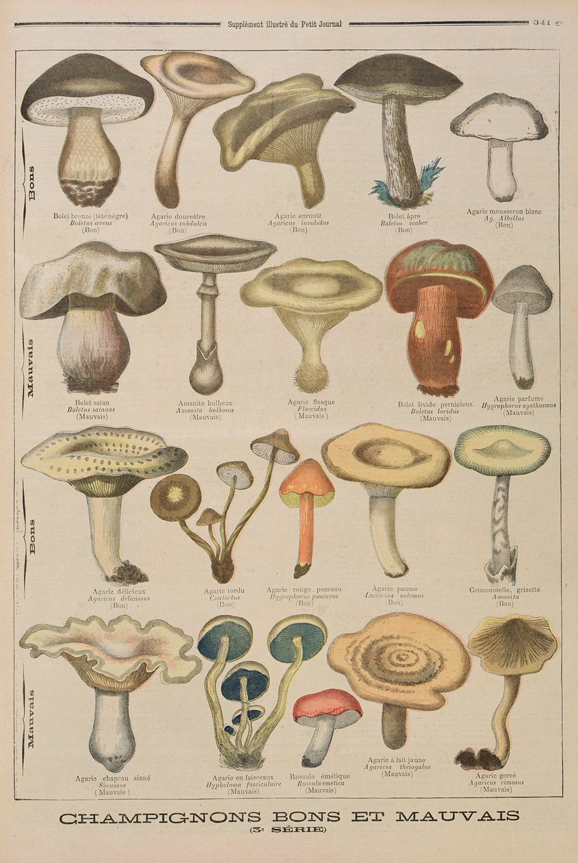 Jó és rossz gombák, illusztráció a Le Petit Journal illusztrált mellékletéből, 1896. október 26. alkotó: French School