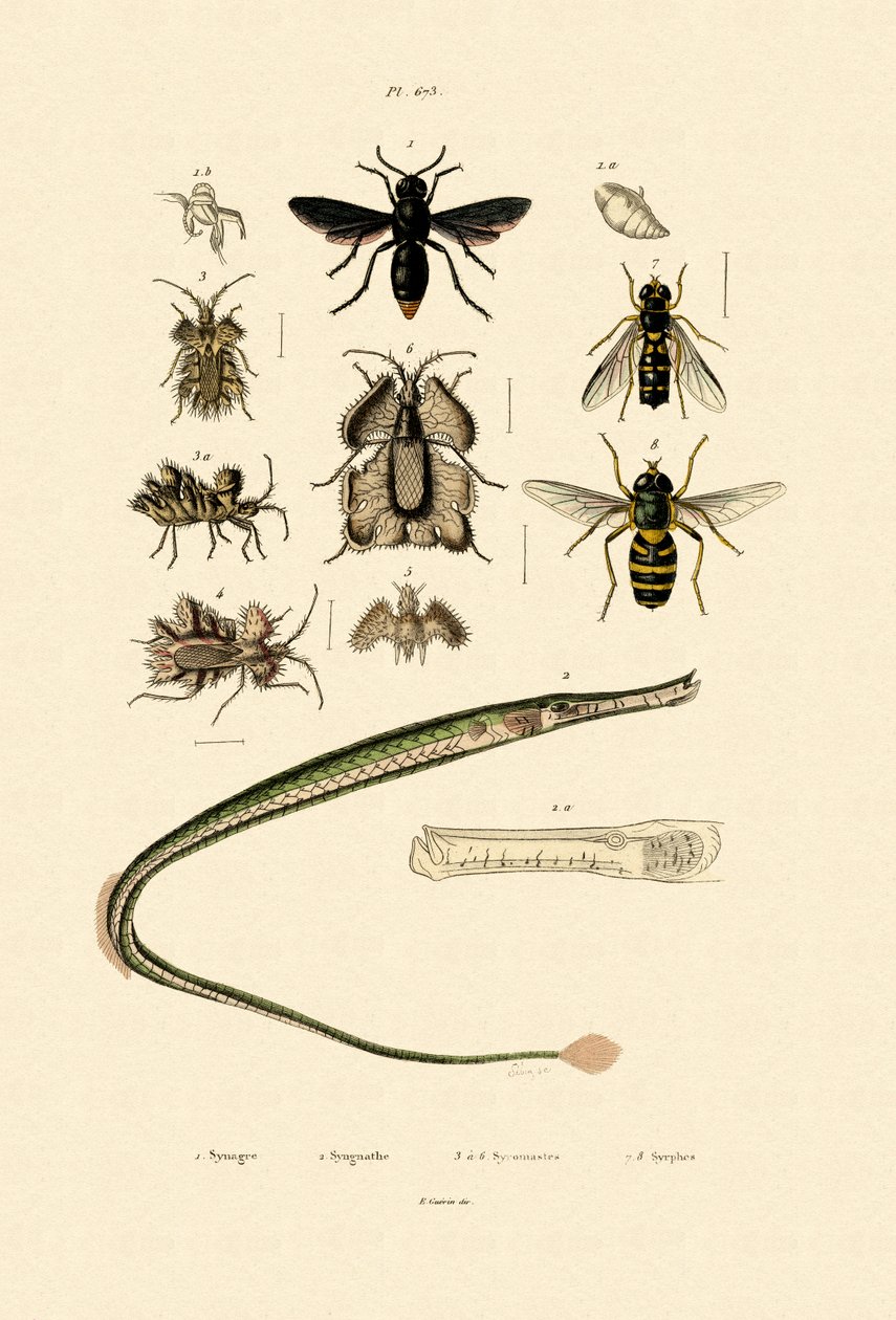 Nagy Pipefish, 1833-39 alkotó: French School