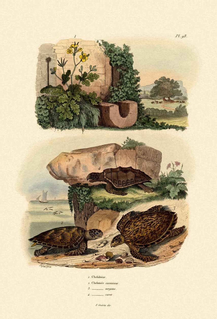 Nagy Celandine, 1833-39 alkotó: French School