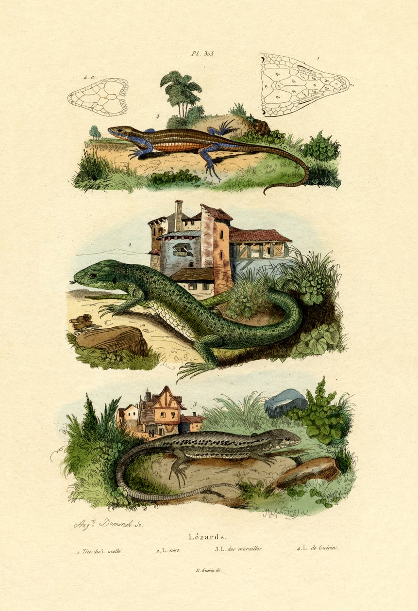 Zöld gyík, 1833-39 alkotó: French School