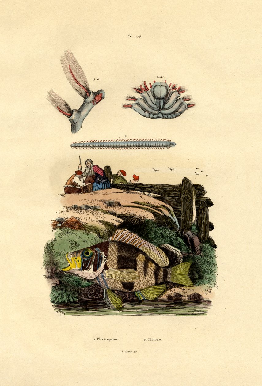 Csoportosító, 1833-39 alkotó: French School