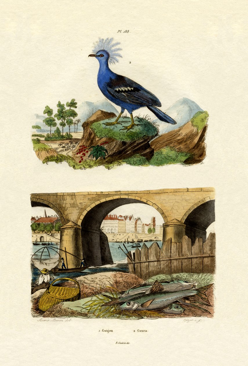 Gudgeon, 1833-39 alkotó: French School