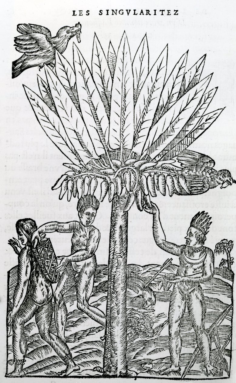 Betakarítás, illusztráció a Singularities of France Antarktique című filmből, Andre de Thevet, 1558 alkotó: French School