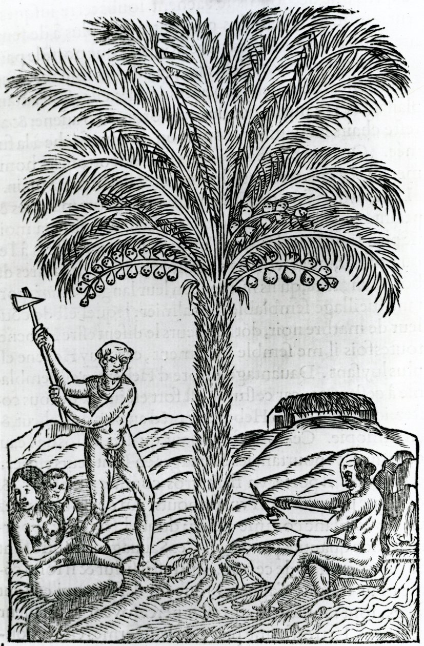 Betakarítás, illusztráció a Singularities of France Antarktique című filmből, Andre de Thevet, 1558 alkotó: French School